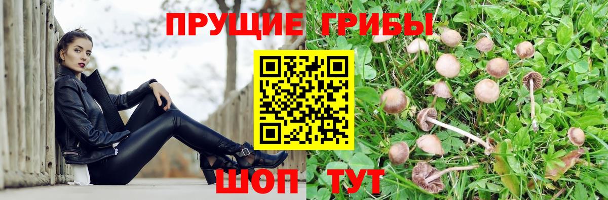 Галлюциногенные грибы GOLDEN TEACHER  Галлюциногенные грибы прущие грибы  Вход с VPN  где продают наркотики  Вязьма 